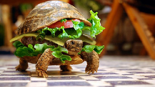 A turtle is also a hamburger 